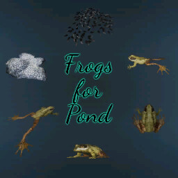 Frogs For Pond